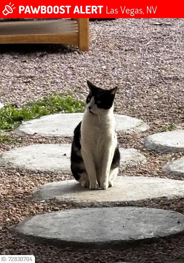 Lost Male Cat last seen Tropicana and Mountain Vista, Las Vegas, NV 89121