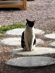 Lost Male Cat last seen Tropicana and Mountain Vista, Las Vegas, NV 89121