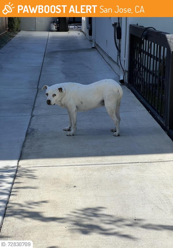 Found/Stray Unknown Dog last seen between lincoln ave and newport ave, San Jose, CA 95125