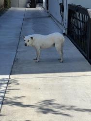 Found/Stray Unknown Dog last seen between lincoln ave and newport ave, San Jose, CA 95125
