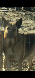 Reunited Female Dog last seen Yosemite & kibby , Merced, CA 95341