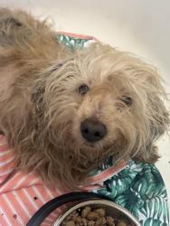 Found/Stray Female Dog last seen Alameda and tweedy, South Gate, CA 90280