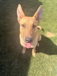 Found/Stray Female Dog last seen Stockdale Hwy & Montclair St Bakersfield, CA, Bakersfield, CA 93309