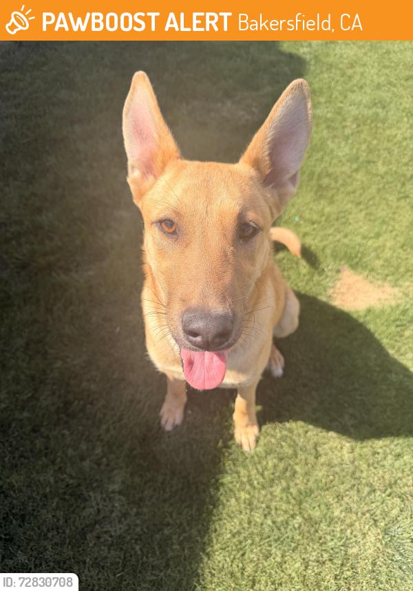 Found/Stray Female Dog last seen Stockdale Hwy & Montclair St Bakersfield, CA, Bakersfield, CA 93309