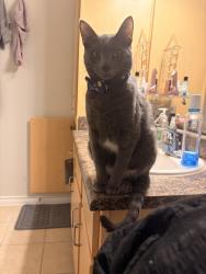 Lost Male Cat last seen Dollar Tree , Fort Worth, TX 76244