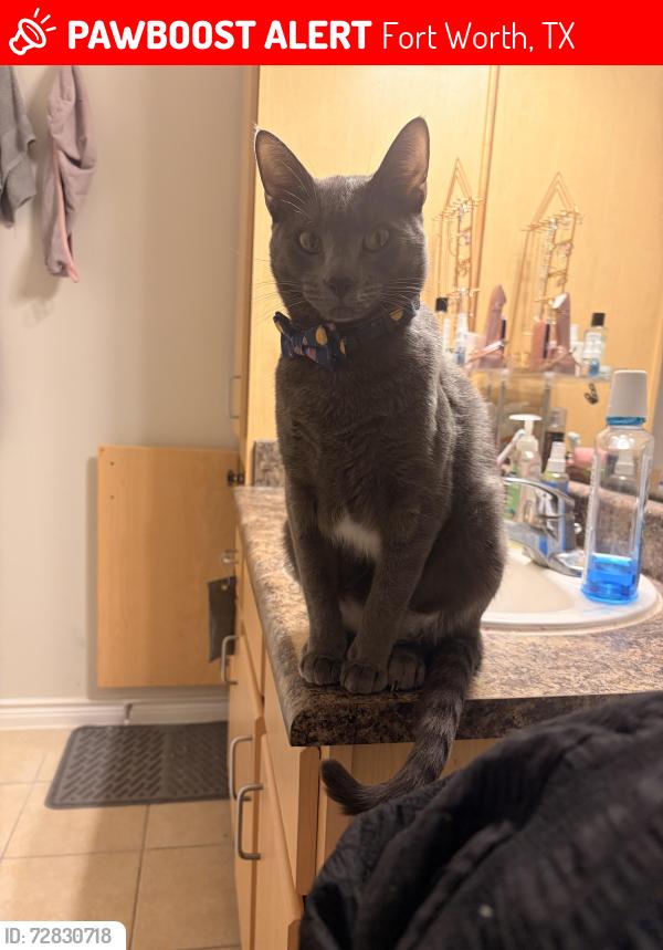 Lost Male Cat last seen Dollar Tree , Fort Worth, TX 76244