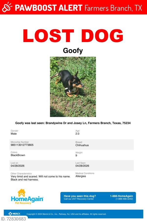 Lost Male Dog last seen Josey Ln and Brandywine Dr, Farmers Branch, TX 75234