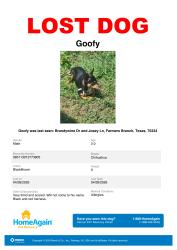 Lost Male Dog last seen Josey Ln and Brandywine Dr, Farmers Branch, TX 75234