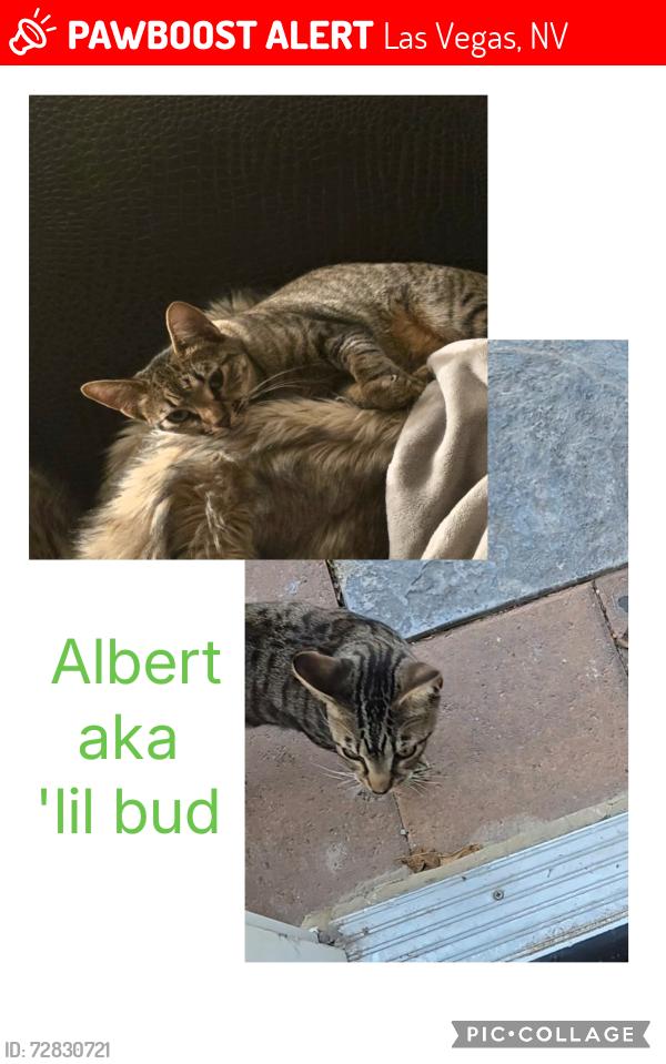 Lost Male Cat last seen Rexford Dr and Barbara Way, Las Vegas, NV 89104
