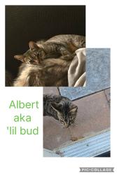 Lost Male Cat last seen Rexford Dr and Barbara Way, Las Vegas, NV 89104