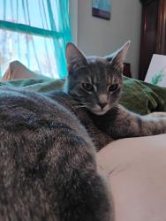Lost Male Cat last seen Swayzey  Rd and the main street, Creston, CA 93432