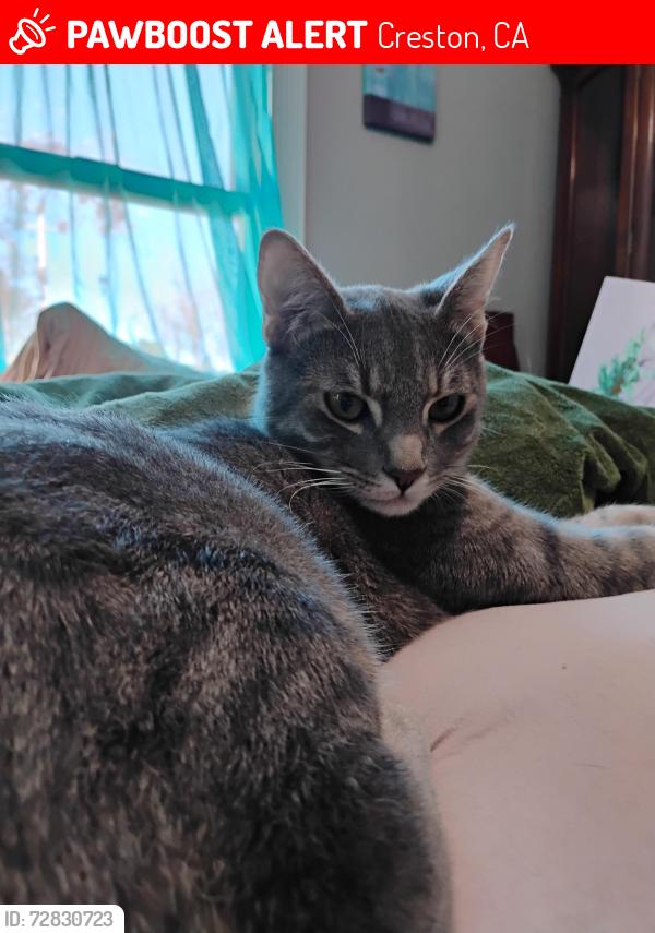 Lost Male Cat last seen Swayzey  Rd and the main street, Creston, CA 93432