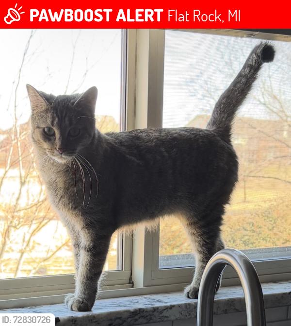 Lost Female Cat last seen Arcadia dr and hawthorne, Flat Rock, MI 48134