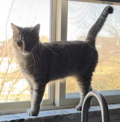 Lost Female Cat last seen Arcadia dr and hawthorne, Flat Rock, MI 48134