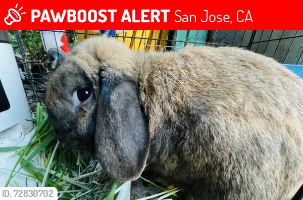 Lost Male Rabbit last seen Ruby Ave & Ravenswood Way, San Jose, CA 95148