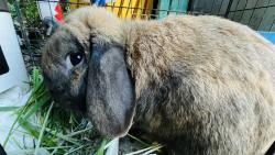 Lost Male Rabbit last seen Ruby Ave & Ravenswood Way, San Jose, CA 95148