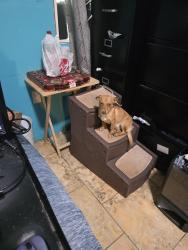 Lost Female Dog last seen Near rd 5254, Cleveland, TX 77327