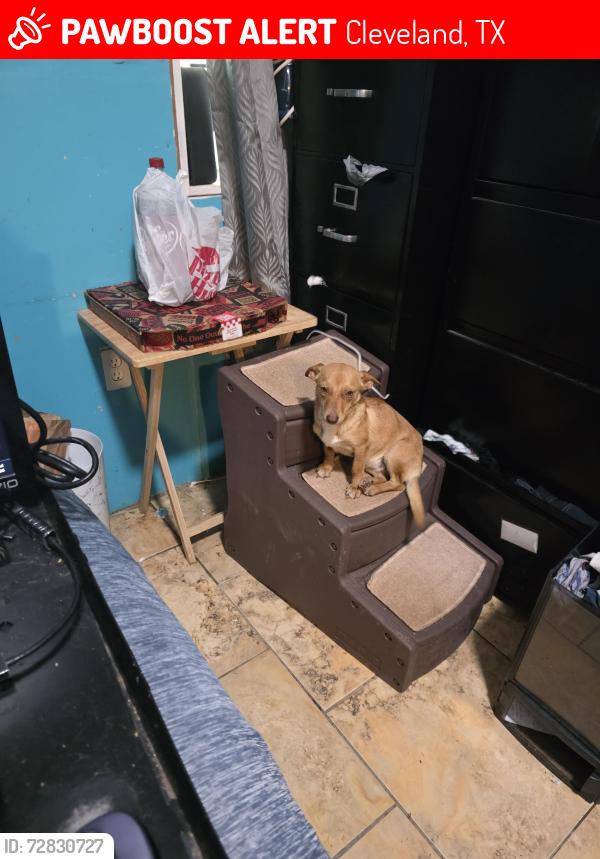 Lost Female Dog last seen Near rd 5254, Cleveland, TX 77327