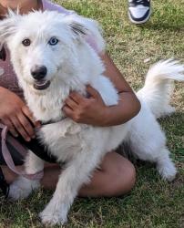 Reunited Female Dog last seen Near Leroy st, San Bernardino, CA 92404