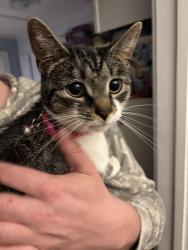 Found/Stray Female Cat last seen Near Beaver Ave. 46807, Fort Wayne, IN 46807