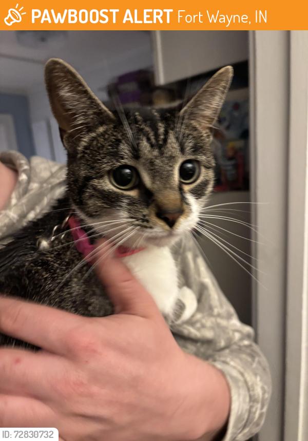 Found/Stray Female Cat last seen Near Beaver Ave. 46807, Fort Wayne, IN 46807