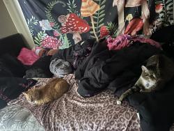 Lost Male Cat last seen cabra ct, Katy, TX 77449