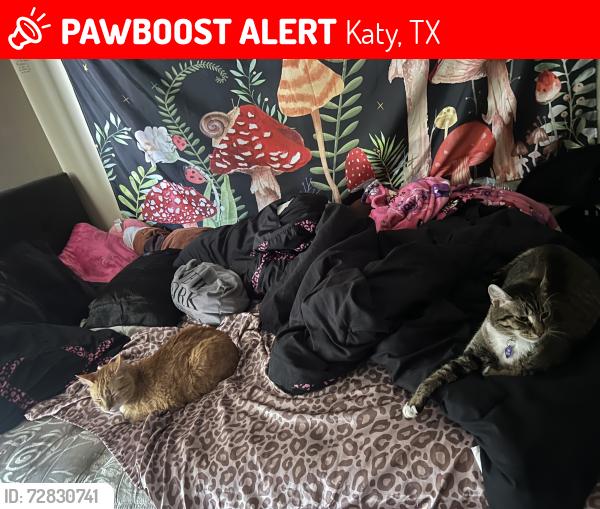 Lost Male Cat last seen cabra ct, Katy, TX 77449