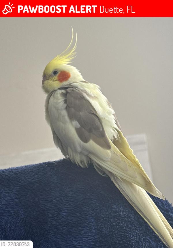 Lost Female Bird last seen Twin Rivers , Duette, FL 34219