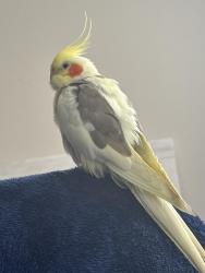 Lost Female Bird last seen Twin Rivers , Duette, FL 34219