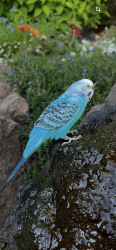 Lost Male Bird last seen John Hinkle Park, Berkeley, CA 94707