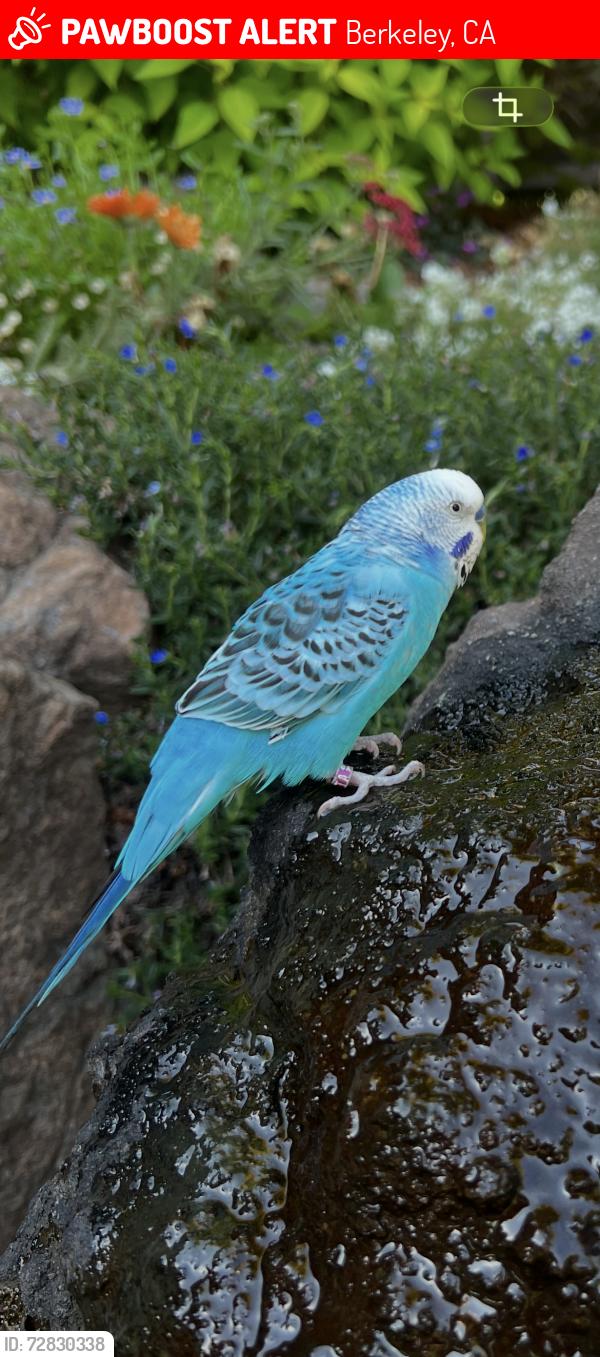 Lost Male Bird last seen John Hinkle Park, Berkeley, CA 94707
