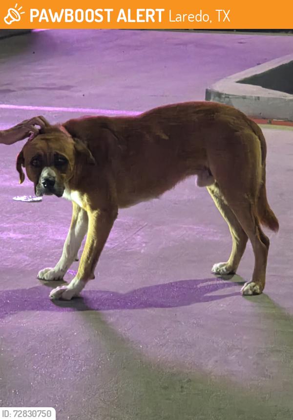 Found/Stray Unknown Dog last seen Ceviche 76 parking lot , Laredo, TX 78045