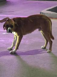 Found/Stray Unknown Dog last seen Ceviche 76 parking lot , Laredo, TX 78045