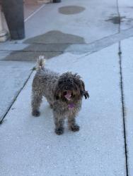 Lost Female Dog last seen Lockwood ridge and 6th st, Sarasota, FL 34237