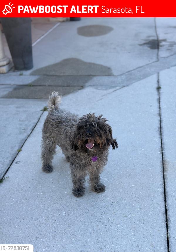 Lost Female Dog last seen Lockwood ridge and 6th st, Sarasota, FL 34237