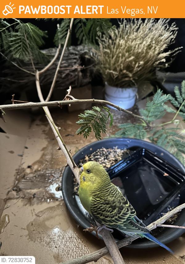 Found/Stray Unknown Bird last seen Owen’s and statz , Las Vegas, NV 89101