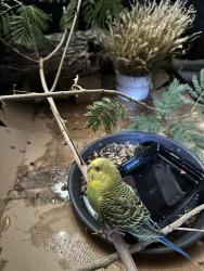 Found/Stray Unknown Bird last seen Owen’s and statz , Las Vegas, NV 89101