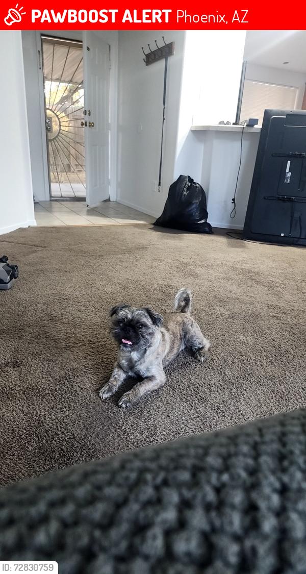 Lost Male Dog last seen s 43rd st and darrow, Phoenix, AZ 85042