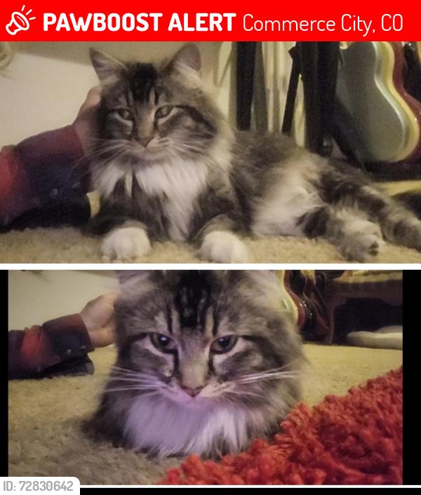 Lost Female Cat last seen Kearney and 64th at the burnt down hse by middle school, Commerce City, CO 80022