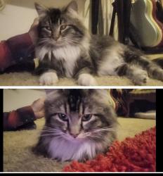 Lost Female Cat last seen Kearney and 64th at the burnt down hse by middle school, Commerce City, CO 80022