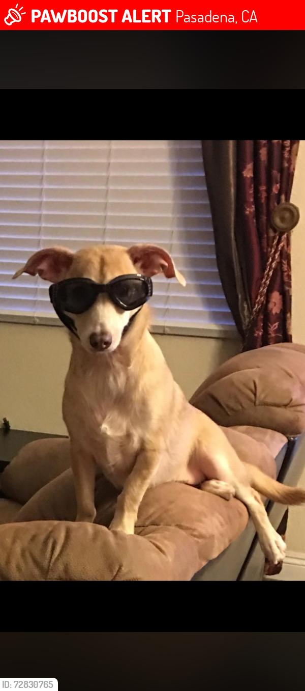Lost Male Dog last seen Elizabeth street Pasadena , Pasadena, CA 91104
