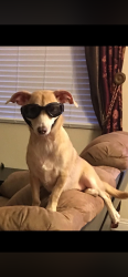 Lost Male Dog last seen Elizabeth street Pasadena , Pasadena, CA 91104