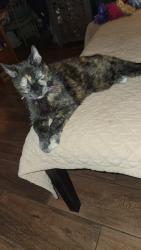 Lost Female Cat last seen Thryselius , Elburn, IL 60119