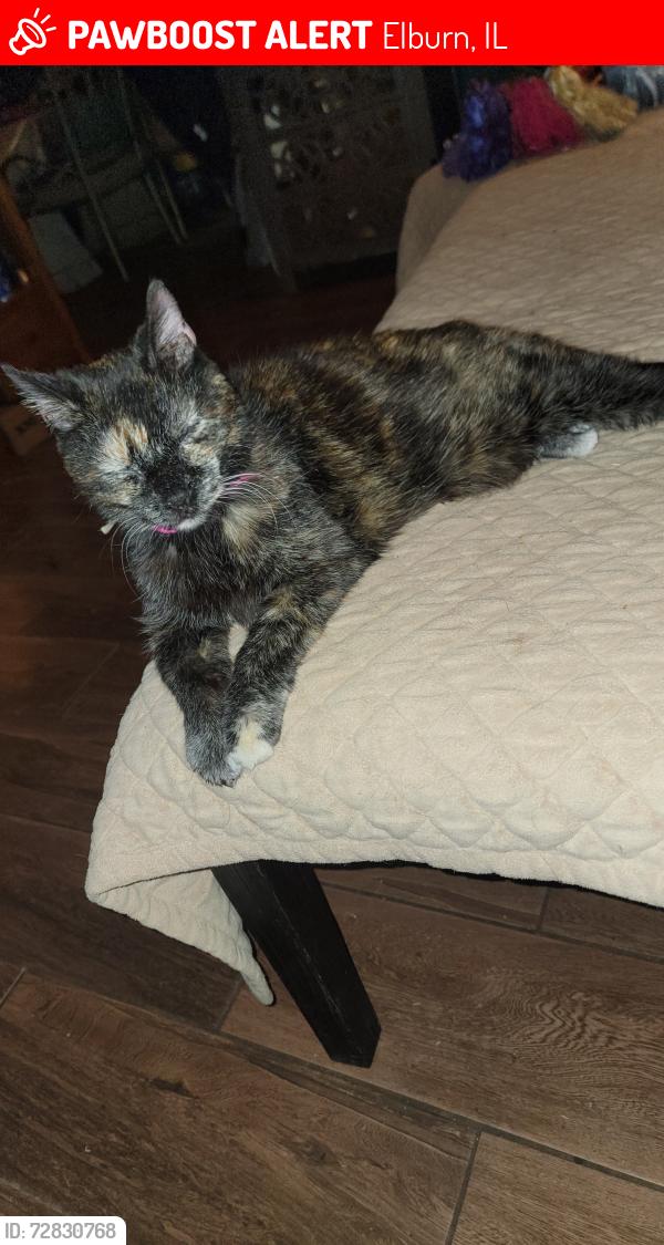 Lost Female Cat last seen Thryselius , Elburn, IL 60119