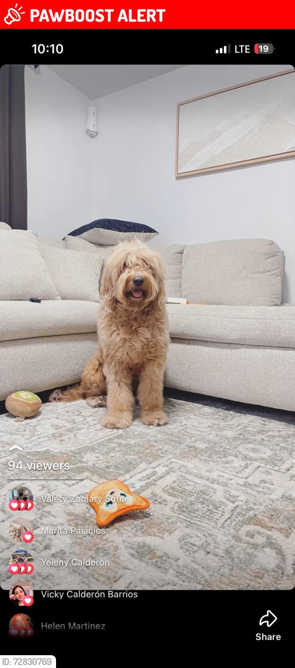 Lost Male Dog last seen Olive Garden in pier park, Panama City Beach, FL 32413