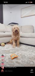 Lost Male Dog last seen Olive Garden in pier park, Panama City Beach, FL 32413