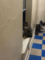 Found/Stray Male Cat last seen East harlem 3rd avenue, New York, NY 10035