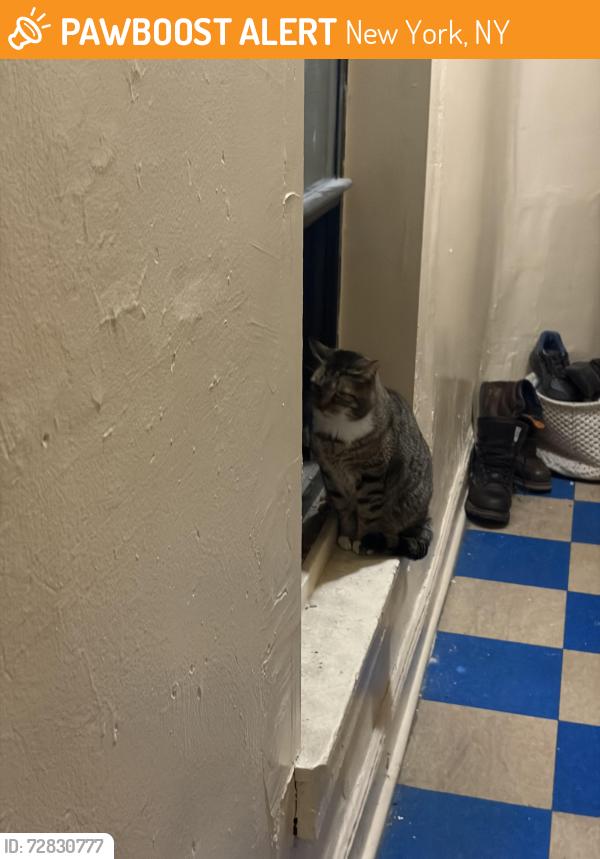 Found/Stray Male Cat last seen East harlem 3rd avenue, New York, NY 10035