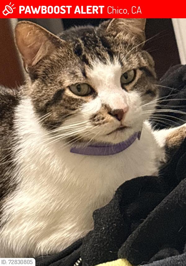Lost Male Cat last seen Esplanade and magnolia , Chico, CA 95926