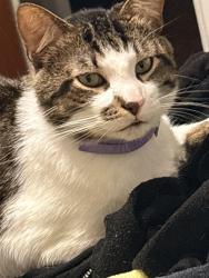Lost Male Cat last seen Esplanade and magnolia , Chico, CA 95926